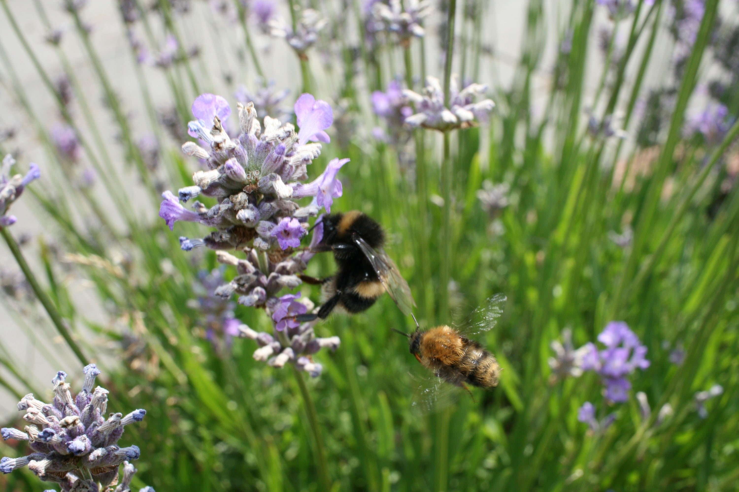 Bienenfreundliche Gärten