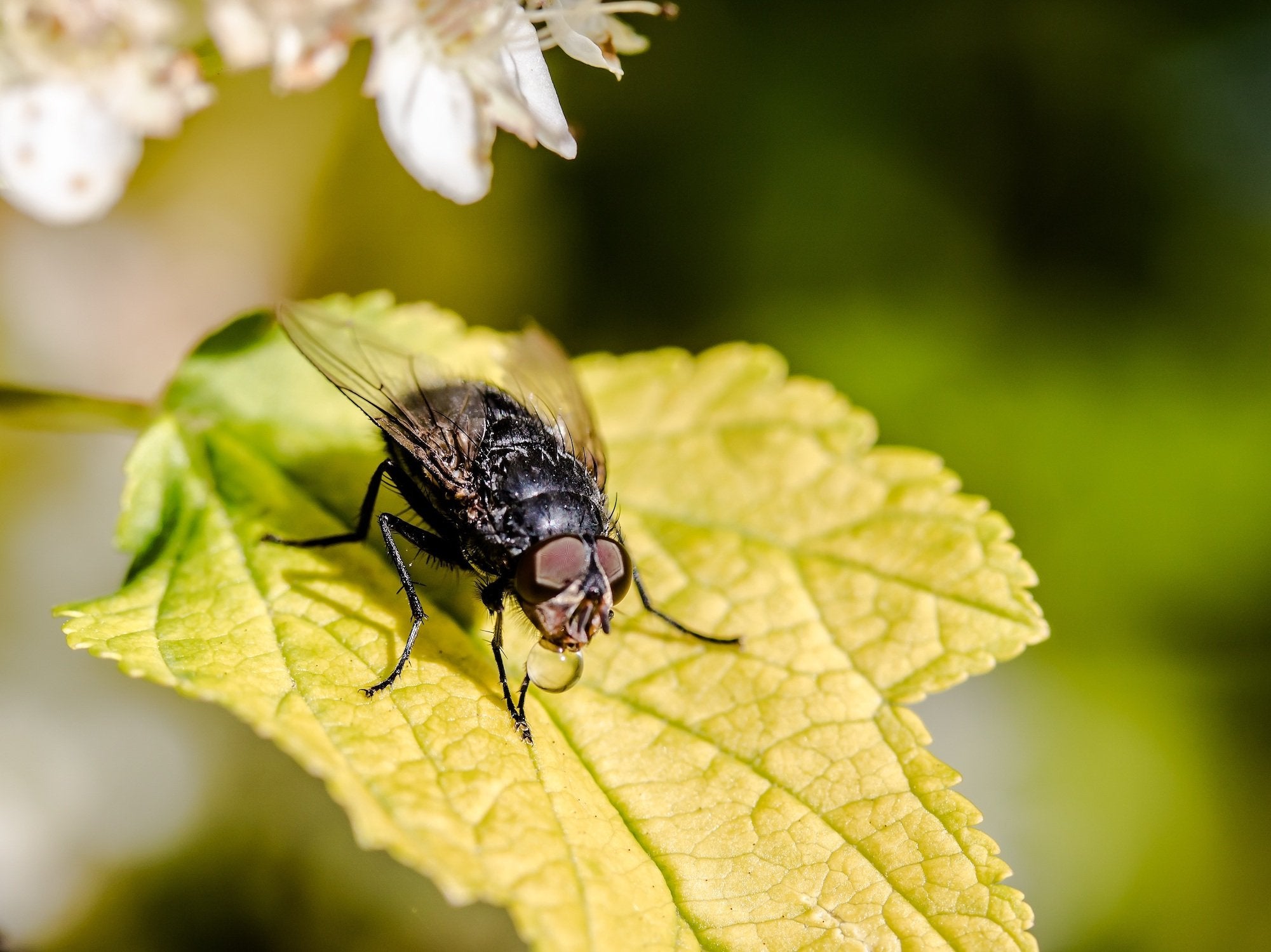 Comment éloigner les parasites de votre mobilier de jardin ?