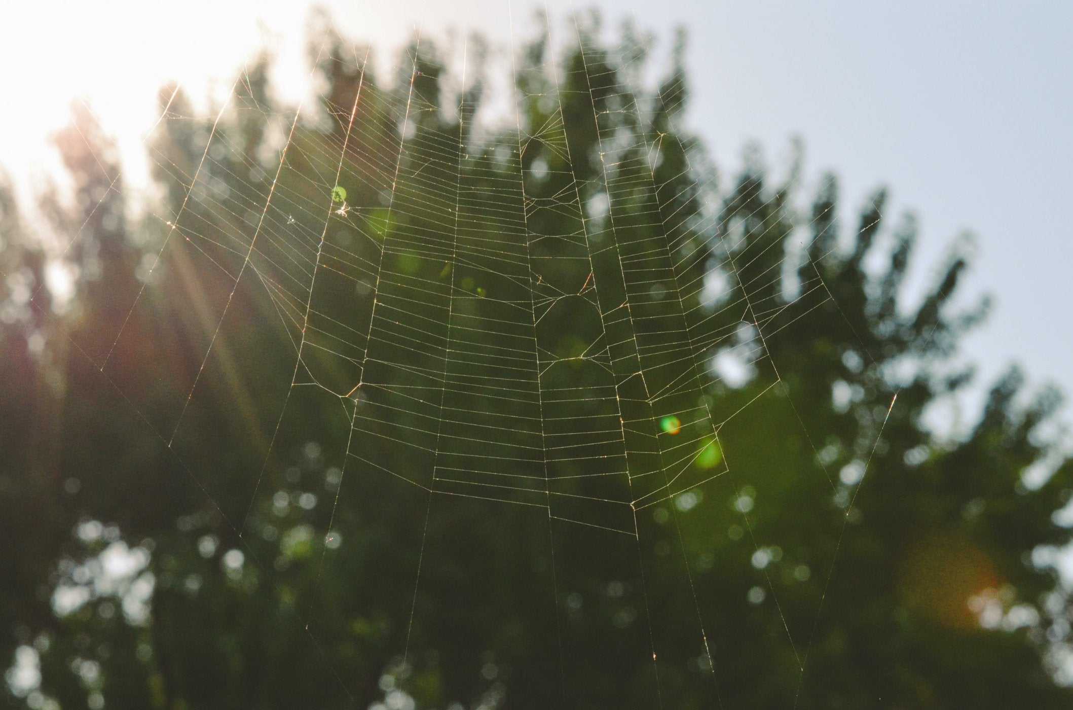 Wie man Spinnweben auf Gartenmöbeln verhindert