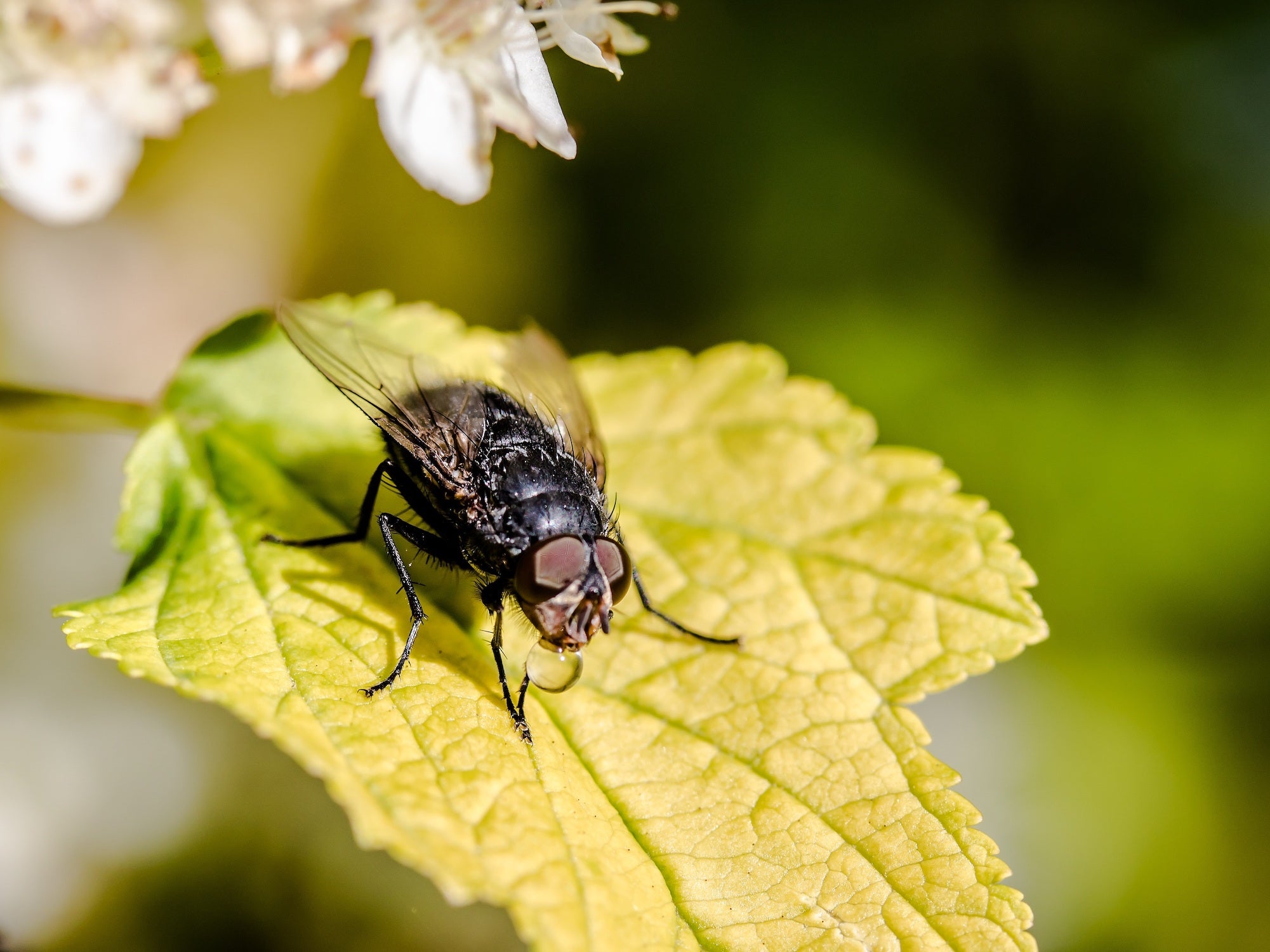 Wie Sie Schädlinge von Ihren Gartenmöbeln fernhalten