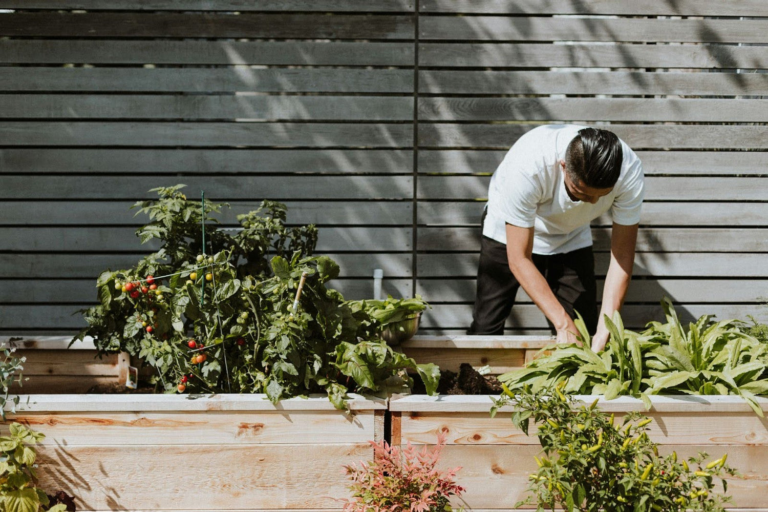 Tips voor je moestuin